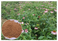 Poudre d'extrait d'usine de Purpurea d'Echinacea avec de l'acide de chicorée améliorant le système immunitaire