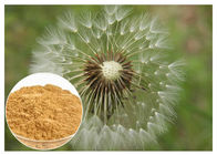 Catégorie comestible de la CLHP 5% de couleur de Brown de poudre d'extrait d'usine de racine de pissenlit anti-vieillissement