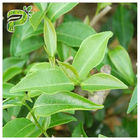 CAS 989 cosmétique d'extrait de thé vert de 51 5 EGCG évalue l'ingrédient de gallate d'Epigallocatechin