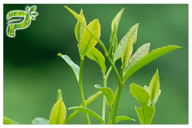 Poudre d'extrait d'usine de thé vert empêchant l'essai UV radical des polyphénols 95% de symptômes