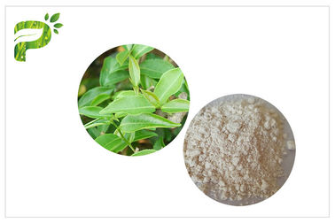 CAS 989 extrait de feuille de thé de vert de 51 5 Egcg, suppléments de thé vert pour la perte de poids
