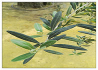 Essai inflammatoire olive de CLHP de Hydroxytyrosol 20% de poudre d'extrait d'usine de feuille anti