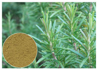 Oxydation Rosemary d'extrait de fines herbes acide d'usine d'Ursolic anti pour CAS cosmétique 77 52 1