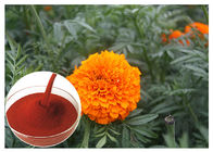 La fleur naturelle de fleur de Tagetes Erecta extrait la poudre empêchant la santé d'oeil