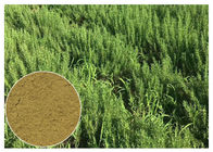 CAS 77 52 1 poudre de feuille de Rosemary, extrait acide de feuille d'Ursolic Rosemary