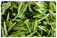 CAS 989 extrait de feuille de thé de vert de 51 5 Egcg, suppléments de thé vert pour la perte de poids