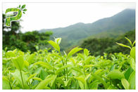 Poudre 95% d'extrait d'usine de polyphénols de thé vert pour la perte de poids de supplément diététique