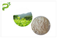 Anti extrait de thé vert de l'oxydation EGCG, extrait naturel de thé vert de catégorie pharmaceutique