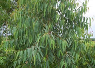 Huiles végétales naturelles de Globulus d'eucalyptus 8000 48 4 sans couleur au liquide jaune-clair
