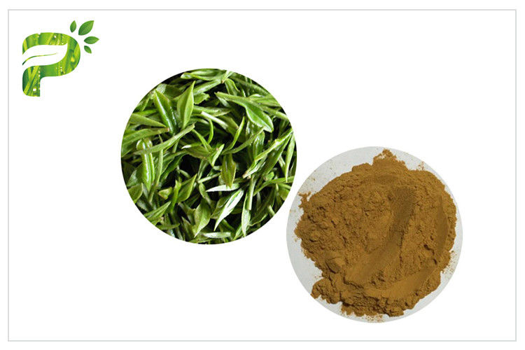Poudre 95% d'extrait d'usine de polyphénols de thé vert pour la perte de poids de supplément diététique