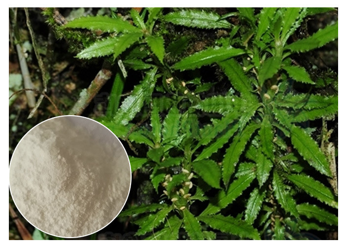 Extrait entier de Huperzia Serrata d'herbe, Huperzine naturel une poudre en tant que supplément