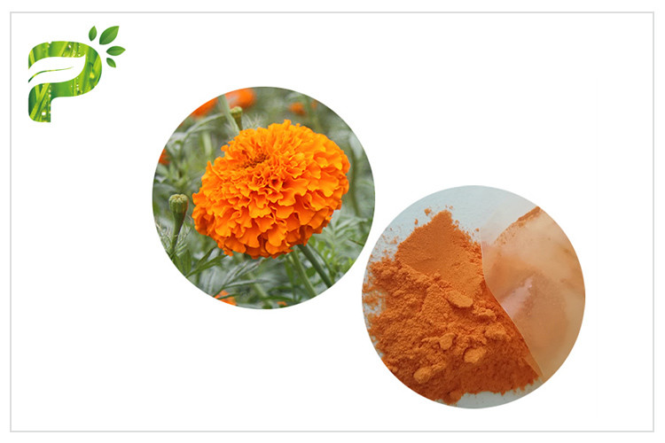 La fleur naturelle de soin d'oeil extrait l'anti lutéine de poudre de rouge orange d'oxydation à partir de la fleur de souci