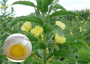 Huile organique d'oenothère biennale de supplément diététique d'huiles végétales de PMS pour des capsules