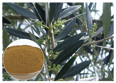 Extrait olive de feuille de Hydroxytyrosol pour l'hypertension CAS 10597 60 1