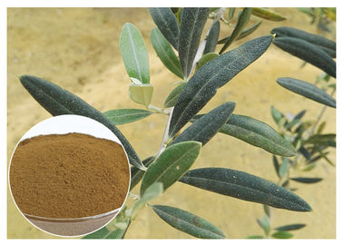 Extrait antifongique de feuille d'Europaea d'Olea, extrait olive CAS de feuille d'Olea 32619 42 4